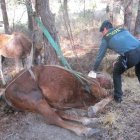 Imagen del animal que falleció tras ser abandonado.