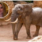 Un elefante en una imagen de archivo y en miniatura la vallisoletana Blanca Ojanguren