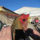 Recuperación por el SEPRONA de los gallos robados en Valladolid