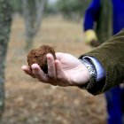 Finca trufera en la provincia de Soria. / HDS
