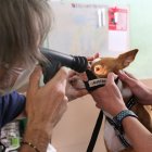 Un veterinario examina a un perro en una imagen de archivo