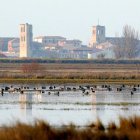 Imagen de archivo de unas aves en la laguna de Tamariz de Campos (Valladolid)