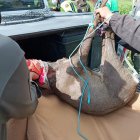 Imagen del corzo rescatado