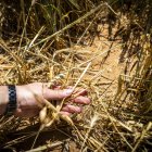 Finca de cereal en la provincia de Soria arrasada por las tormentas de los últimos días