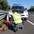 Animal atropellado en una carretera en una imagen de archivo