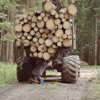 Un operario ajusta las bridas que sujetan un cargamento de troncos en una explotación forestal.