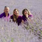 Campos de Lavanda en Tiedra. Photogenic/Miguel Ángel Santos