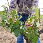 Efectos del granizo en un majuelo de Ribera del Duero.