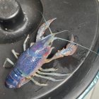 El cangrejo azul capturado este domingo en aguas del Pisuerga vallisoletano.