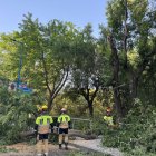 La rotura de una rama de grandes dimensiones ha obligado a cortar un carril en el paseo de Isabel la Católica.