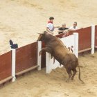 Imagen del encierro y capea de novillos en Peñafiel