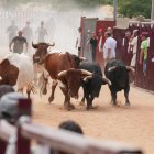 Tradicional encierro urbano en Serrada
