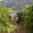 Bodegas Familiares Matarromera inicia la vendimia.