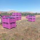 Asaja Valladolid advierte de que bodegas de Ribera del Duero ofrecen contratos por debajo de costes de producción.