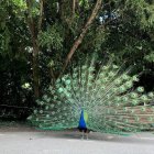 Un pavo real en Campo Grande en una imagen de archivo