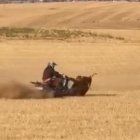 Atropello mortal a una vaquilla en Bolaños de Campos