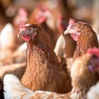 Gallinas reunidas en un corral.