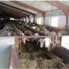 Ovejas en una granja.