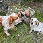 Perdices y becada, las únicas especies que puntuarán en la I Copa de Zamora de caza menor con perro.