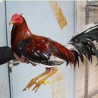 Uno de los gallos incautados tras el incendio en una casa okupada de la calle Estrella