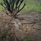 Resto de comida en el suelo de la plaza San Nicolas