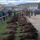 Resultado de una batida al jabalí en Zamora