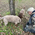 Cosecha de trufa negra ecológica de un vivero provincial de Castilla y León.