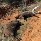 Doblete de jabalís abatidos el pasado sábado en Benavente, Zamora.