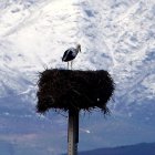 Una cigüeña descansa en su nido en la localidad de la localidad leonesa de Columbrianos.