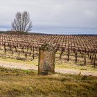 La superficie asegurada de uva de vino hasta el momento en Castilla y León es de más de 34.300 hectáreas.