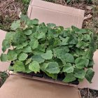 Plantación del proyecto piloto de paulownia en Galicia que luego se extenderá a Soria