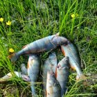 Diferentes imágenes de percas capturadas este fin de semana con pesca eléctrica.