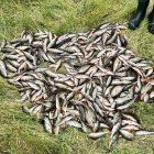 Pescadores con las percas sacadas del río Arlanzón.