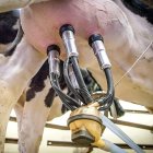 Extracción de la leche de vaca en una sala de ordeño.