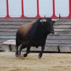 'Campanito', Toro de la Vega 2026