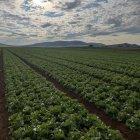 Florette acaba de concluir su campaña superando las altas temperaturas que han marcado este verano