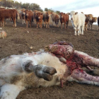 Animal muerto por el ataque del lobo en un cebadero en la localidad abulense de El Barraco.-UPA