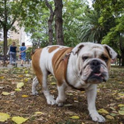 Una imagen de archivo de un perro en Valladolid sin correa. X: POLICÍA LOCAL