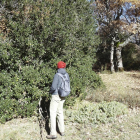 Arriba, un caminante observa de cerca las bayas del acebo. A la derecha, detalle de los frutos rojos de este árbol, cuyas hojas se mantienen verdes y brillantes durante todo el año.-T.S.T.