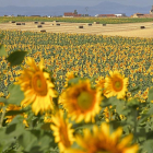 Imagen de archivo de un campo de girasoles en la provincia de Salamanca.-ICAL