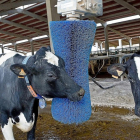 Una vaca en una granja de una explotación de Zamora.-ICAL