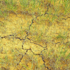 Efectos de la sequía en el campo regional durante esta campaña.-ASAJA