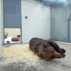 Imagen del oso cuando se recuperaba en un centro de Cantabria.-ICAL