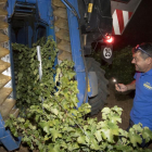 La vendimia en la bodega Palacio de Bornos.-PABLO REQUEJO