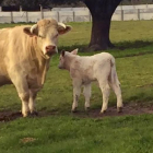 Una de las vacas monitorizadas en la granja de Boadilla (La Fuente de San Esteban) pocos días después de parir.-E. M.