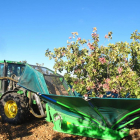 Labores de cosecha en la campaña pasada en la plantación toresana de Talegón.-UPA