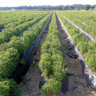 Cultivo de stevia en la zona sur de España.-AGRO&NATURA