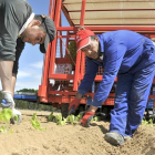 Trabajadores de Agroherni plantando cultivos de verano en Riotuerto en la finca de Enrique Jiménez.-VALENTÍN GUISANDE
