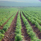 Imagen de los cultivos ecológicos de Soria Natural, en la localidad de Garray (Soria).-CEDIDA