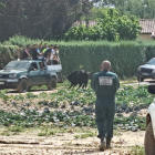 Agentes del Seprona ayudan en el operativo para recoger a los toros escapados del matadero.- E.M.
